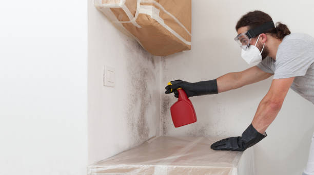 Professional Mold Removal technician working in West Newton, MA