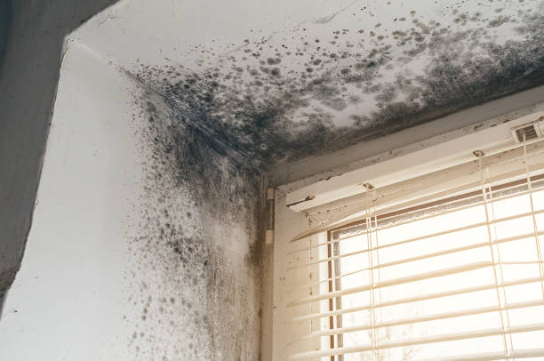Affordable Mold Removal solutions in West Newton, MA